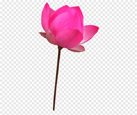 Nelumbo Nucifera Cut Flowers Petal Flower Plant Stem Sacred Lotus