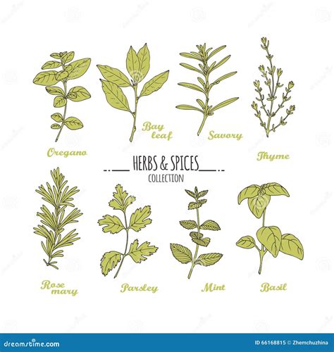 Hand Drawn Herbs And Spices Collection Green Fresh Seasonings Isolated