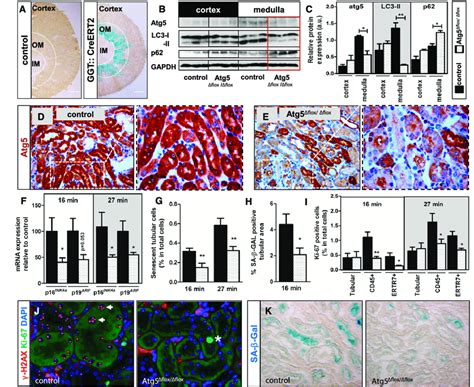 Targeted Atg5 Deletion Impairs Activation Of Autophagy And Diminishes