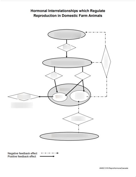 Hormone Cascade Diagram | Quizlet