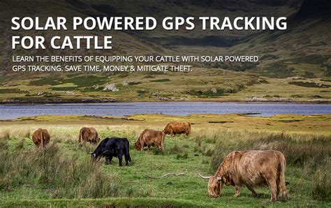 Solar Powered GPS Tracking Devices For Cattle | GPS Leaders