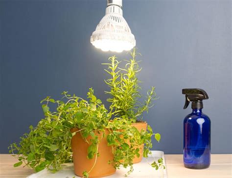 How to Grow Herbs with Grow Lights - Laidback Gardener