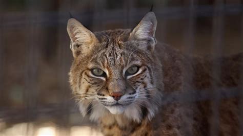 Bobcats In Tennessee How Many Are There And Where Do They 55 Off