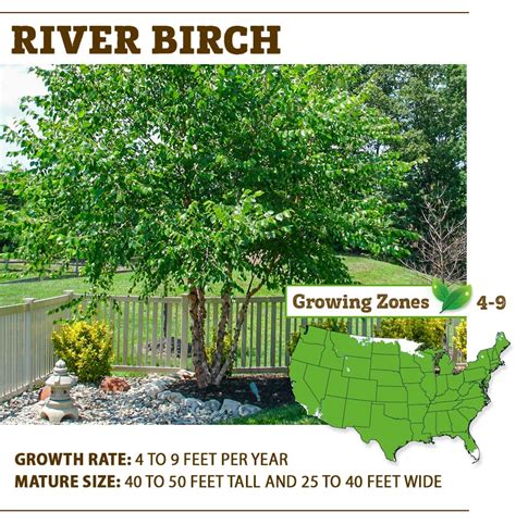 Best Shade Trees For North Carolina Top 5 Best Shade Trees Shade Trees Tulip Poplar Trees