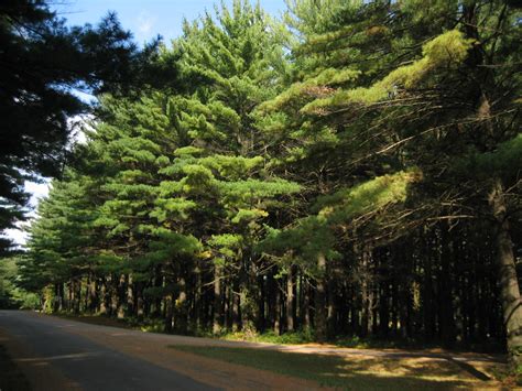 File:White Pines Forest State Park Pine Stand5.JPG