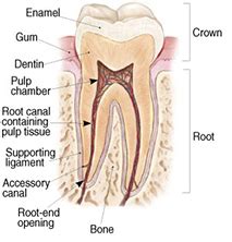 Root Canals Explained