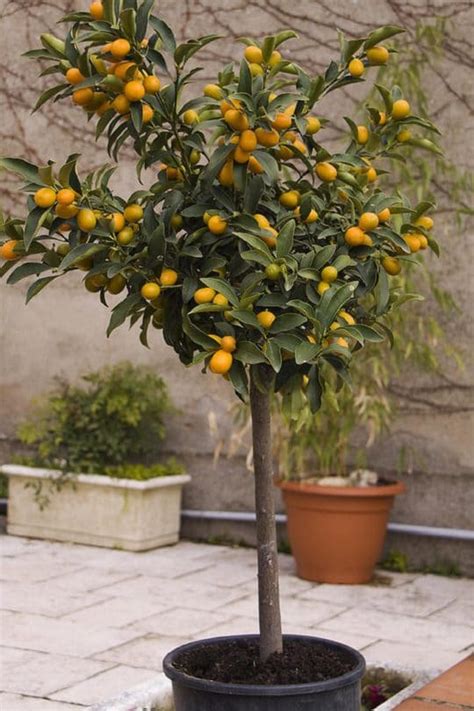 Kumquat Tree Care & Growing | Balcony Garden Web