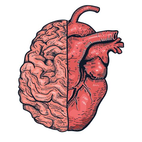 Realistic Heart Brain Illustration Transparent Png Svg Vector File