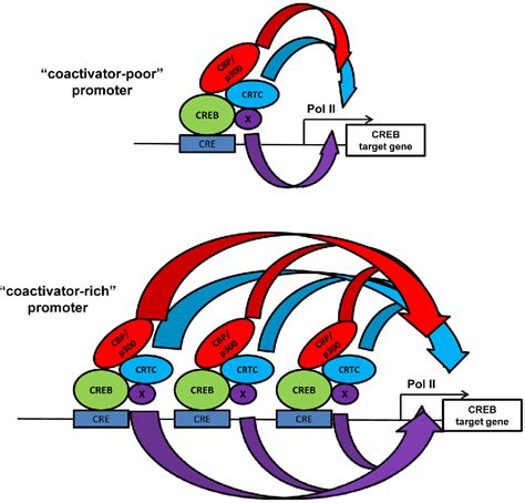 Figure 2 From Is Histone Acetylation The Most Important Physiological