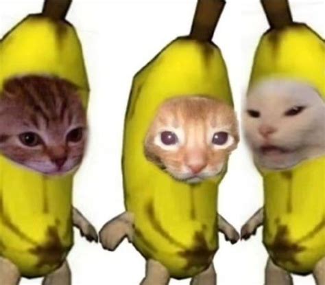 Banana Cats Bichinhos Bonitinhos Fotos De Animais Engraçados Gatos