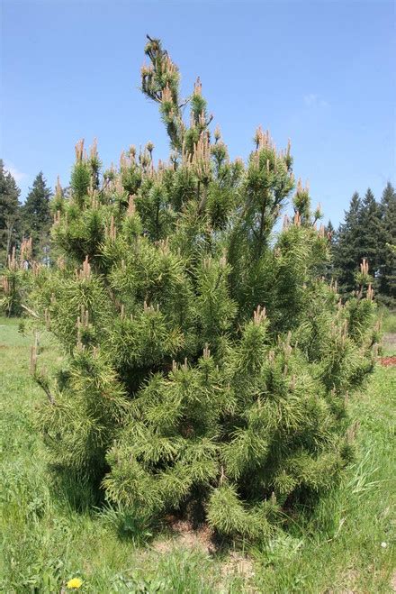 Pinus Contorta Shore Pine Kigi Nursery