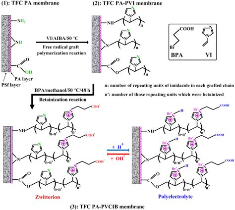 Schematic Of Surface Modification Of Tfc Pa Membrane With Pvi And Pvcib Download Scientific