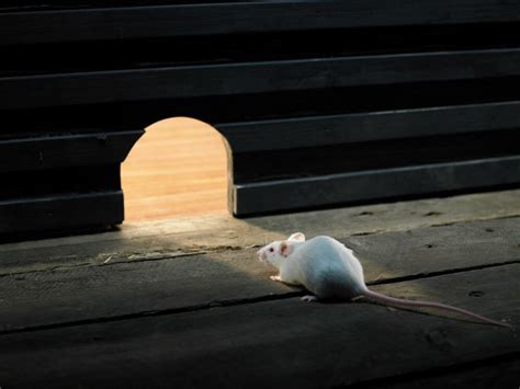 Tips For How To Find Where Mice Are Coming Into The House Precise