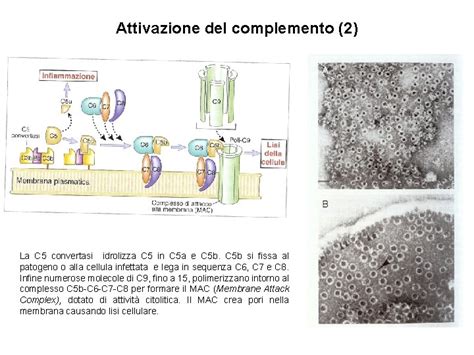 Complemento Il Sistema Del Complemento Rappresenta Uno Dei