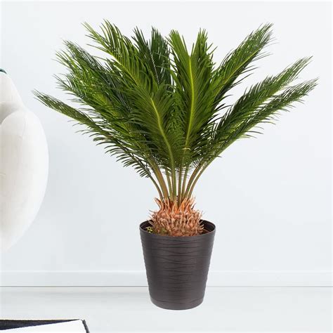 Japanischer Palmfarn Cycas Revoluta Echte Zimmerpflanze Im 17cm Topf