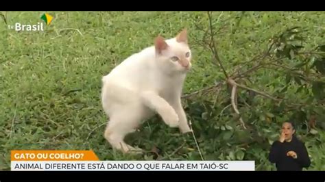 Gato características de coelho faz sucesso em Taió SC YouTube