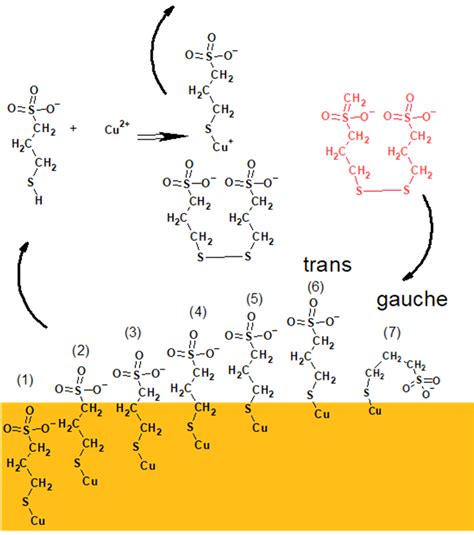 The Proposed Model Of Molecular Arrangements Of MPS Molecules