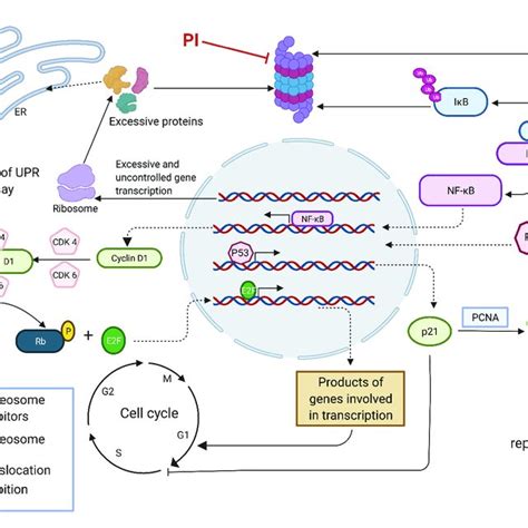 Proteasome Inhibition Modulates Multiple Regulatory Pathways To