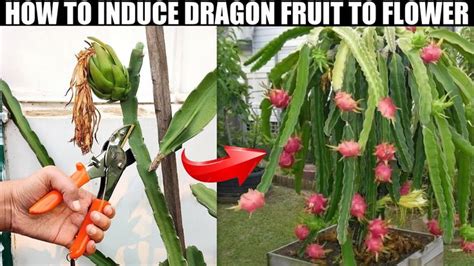 How To Induce Dragon Fruit To Flower Easy Fruiting Tips Dragon Fruit Plant Dragon Fruit