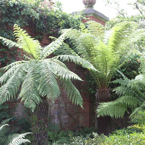 Buy Tree Fern Dicksonia Antarctica Delivery By Waitrose Garden