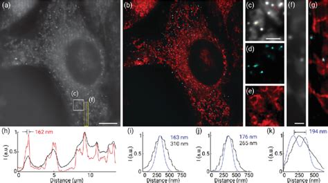 Super Resolution Multicolor Imaging Of Peroxisomes And Mitochondria In