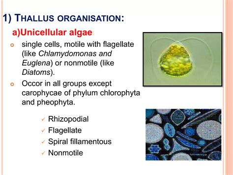 Algae General Characters And Classification Ppt