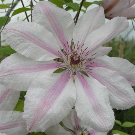 Clematis Powojnik Jan Paweł II długo kwitnąca polska odmiana