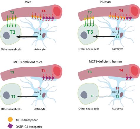 Frontiers Mct8 Deficiency The Road To Therapies For A Rare Disease