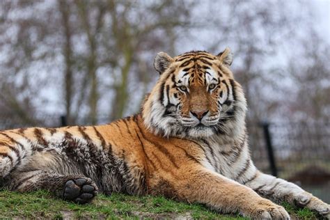 Tigre Predador Natureza Foto Gratuita No Pixabay Pixabay