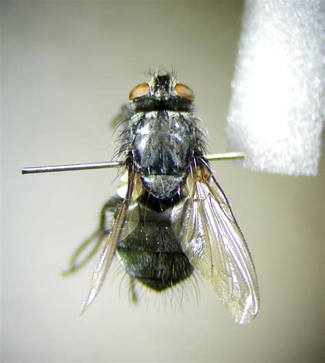 Bellardia Viarum Pinned Female Ryton Wood Warwickshire Flickr