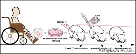 Significant Progress In Gene Therapyscientists Successfully