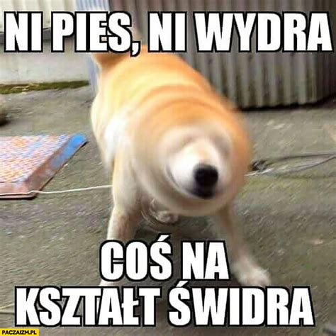 Ni pies ni wydra coś na kształt świdra Paczaizm pl