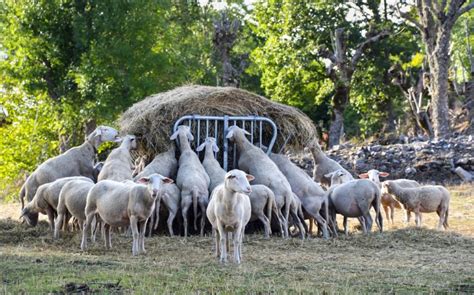 Nutritional requirements of sheep - Optimal nutrition for sheep