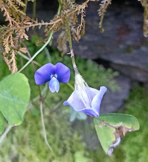 Shamrock Pea From 36HP Q42 Sarmoli Munsyari Uttarakhand 262554