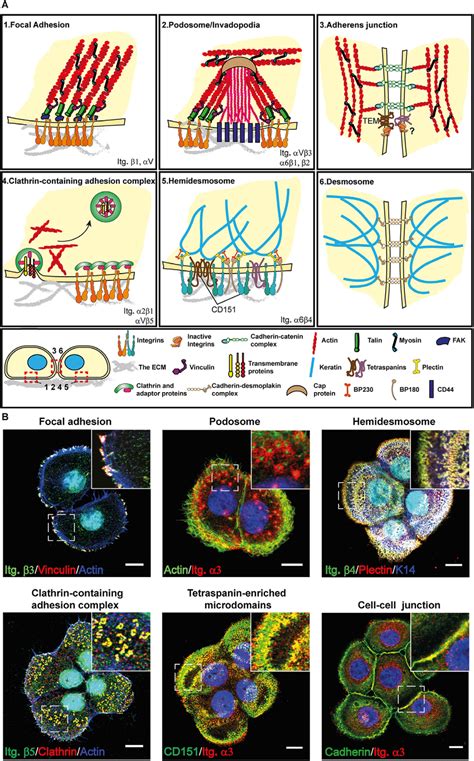 Different types of cell-ECM and cell-cell adhesion complexes. A ...