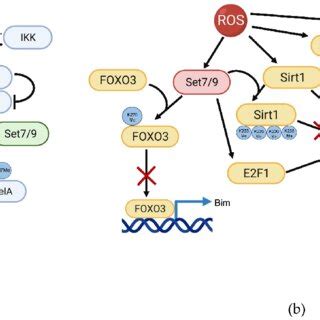 Set Is A Regulator Of Ros Induced Nfkb And Foxo Signaling Pathways