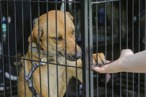 Qual a sua opinião sobre a venda de animais em pet shops Conte para a