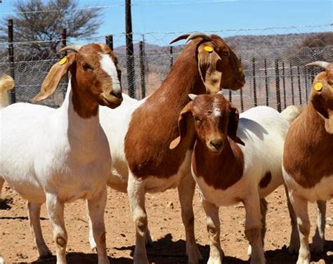 Boer Goats For Sale In South Africa At A Very Cheap Price