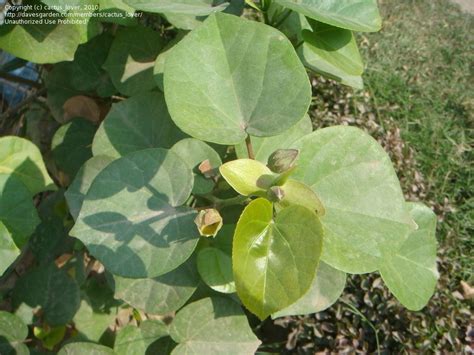 Plantfiles Pictures Talipariti Species Beach Hibiscus Cottontree