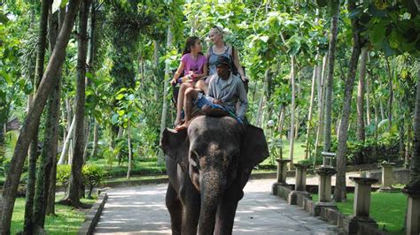 Taro Elephant Ride Kintamani Volcano And Jungle Swing Bali Best Tour