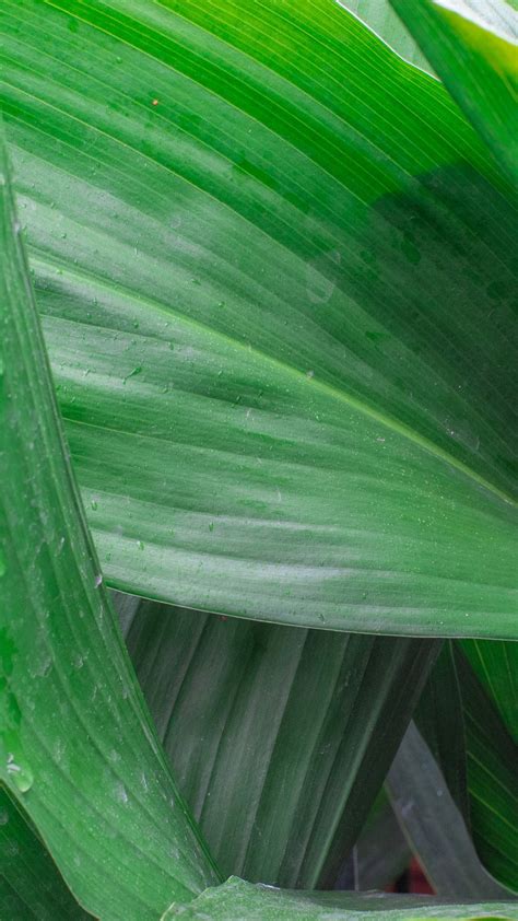 Aspidistra Cm Tropical Plants Uk