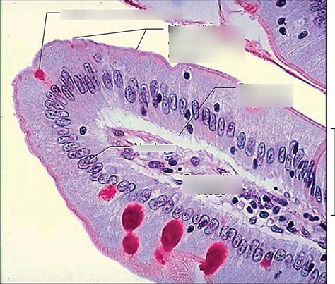 Simple Columnar Epithelium Diagram Diagram | Quizlet