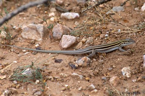 Desert Grassland Whiptail Aspidoscelis Uniparens