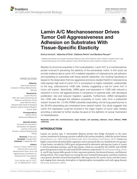 Pdf Lamin A C Mechanosensor Drives Tumor Cell Aggressiveness And