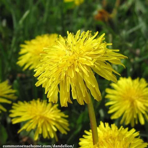 White Dandelion Flower Meaning | Best Flower Site