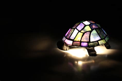 Lampe Licht Schildkröte Kostenloses Foto auf Pixabay Pixabay