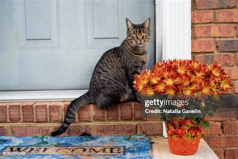 Welcome Home Flowers Photos and Premium High Res Pictures - Getty Images