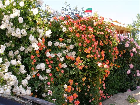 Шарен свят: Рози, много рози. Катерачи.