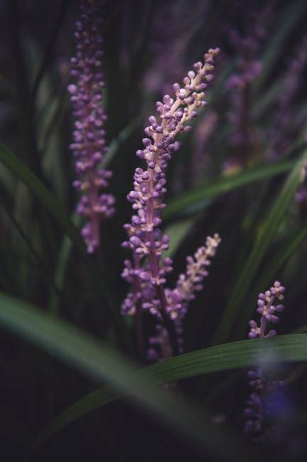 Lavender Flower Field · Free Stock Photo