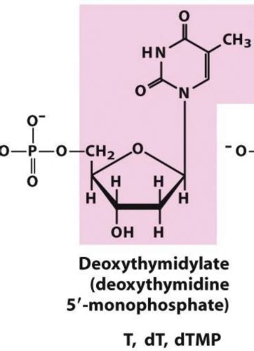 Nucleotide Quiz Flashcards | Quizlet 